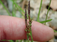 Carex communis