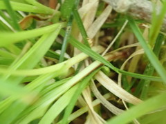 Carex communis