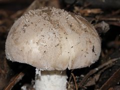 Amanita ananiceps
