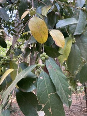 Trophis racemosa, photograph (c) Neptalí Ramírez Marcial, some rights reserved (CC BY)