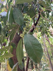 Trophis racemosa, photograph (c) Neptalí Ramírez Marcial, some rights reserved (CC BY)