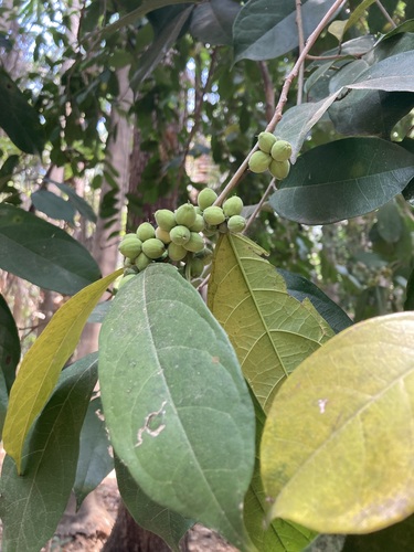 White ramoon (Trophis racemosa)