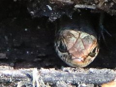 Pseudemoia entrecasteauxii