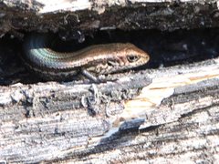 Pseudemoia entrecasteauxii