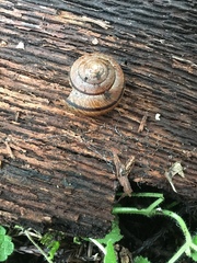 Helminthoglypta exarata