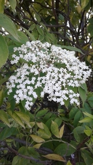 Sambucus peruviana