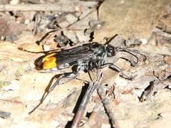 Calopompilus irritabilis