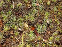 Dawsonia superba