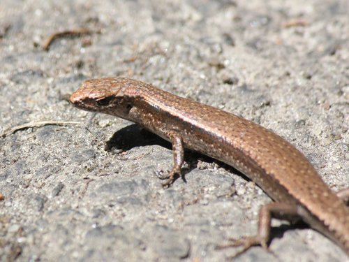 Southern Forest Coolskink