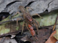 Engaeus hemicirratulus