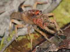 Engaeus hemicirratulus