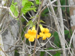 Amphilophium