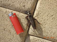 Derobrachus geminatus