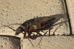 Derobrachus geminatus