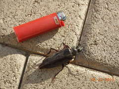 Derobrachus geminatus