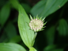 Marshallia trinervia