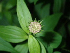 Marshallia trinervia