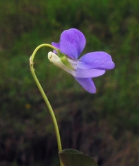 Viola epipsiloides
