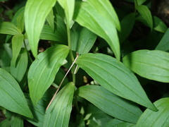 Marshallia trinervia