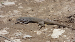 Aspidoscelis marmoratus
