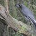 Southeastern Grey Currawong - Photo (c) Matt Campbell, some rights reserved (CC BY-NC-SA), uploaded by Matt Campbell