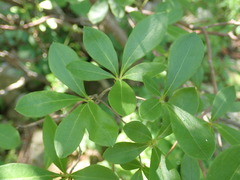 Rhododendron arborescens