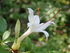 Rhododendron arborescens