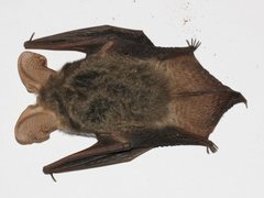 Nyctophilus geoffroyi