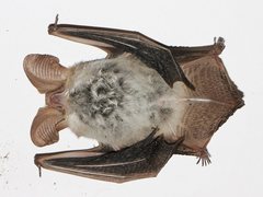Nyctophilus geoffroyi