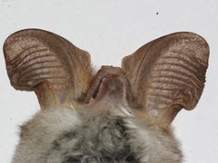 Nyctophilus geoffroyi