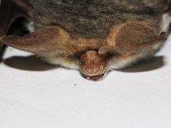 Nyctophilus geoffroyi