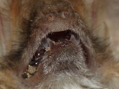 Nyctophilus geoffroyi