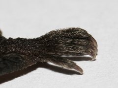 Nyctophilus geoffroyi