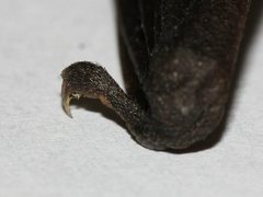 Nyctophilus geoffroyi