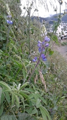 Lupinus