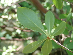 Rhododendron arborescens