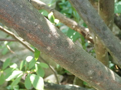 Rhododendron arborescens