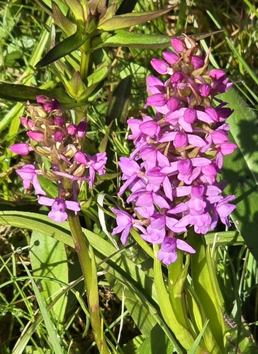 Image of Heath fragrant orchid by (c) Rebecca Gimenez Husted, some rights reserved (CC BY)