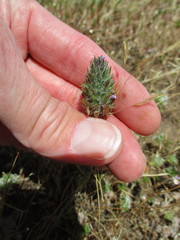 Pogogyne zizyphoroides
