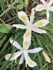 Iris chrysophylla