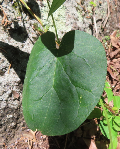 Image of Matelea obliqua by no rights reserved