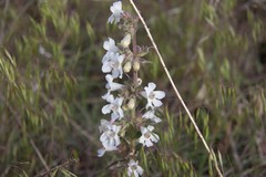 Penstemon albidus