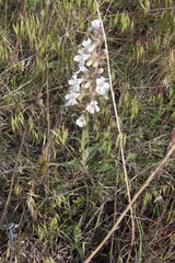 Penstemon albidus