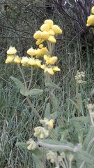 Calceolaria crenata