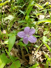 Ruellia pedunculata