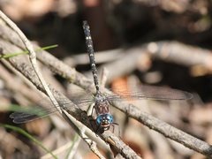 Austroaeschna multipunctata