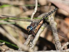 Austroaeschna multipunctata