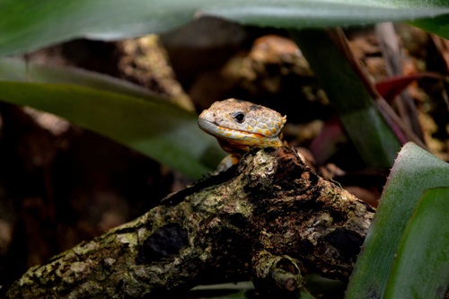Abronia lythrochila