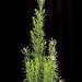 Linear-leaf Willowherb - Photo (c) Smithsonian Institution, National Museum of Natural History, Department of Botany, some rights reserved (CC BY-NC-SA)