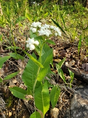 Parthenium integrifolium